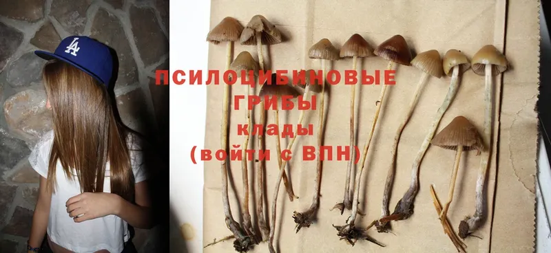 дарнет шоп  Невельск  Псилоцибиновые грибы Psilocybe 